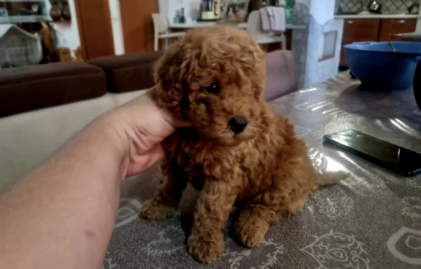 REGALO CUCCIOLO BARBONCINO TOY