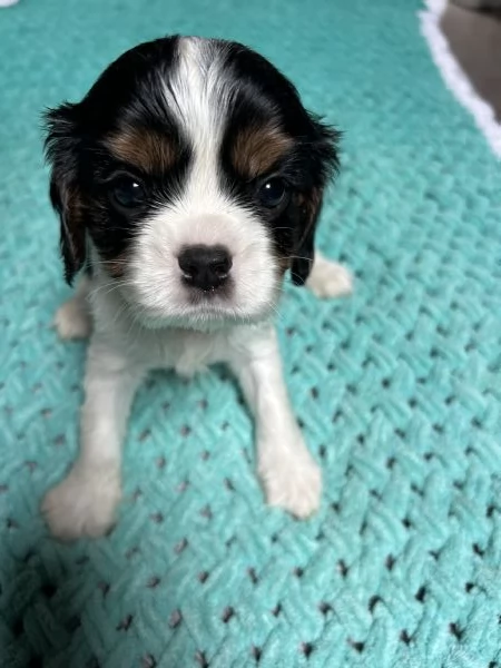 Cuccioli Cavalier King Charles Spaniel - Milano