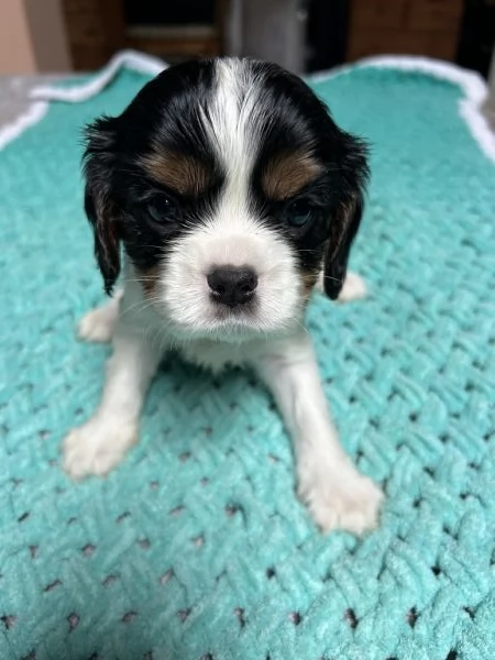 Cuccioli Cavalier King Charles Spaniel - Milano | Foto 2