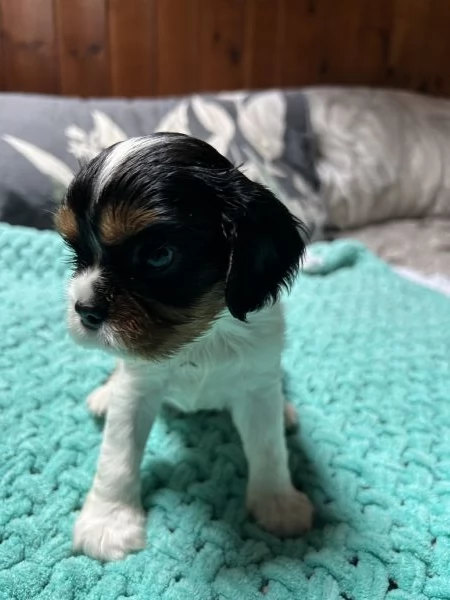 Cuccioli Cavalier King Charles Spaniel - Milano | Foto 0