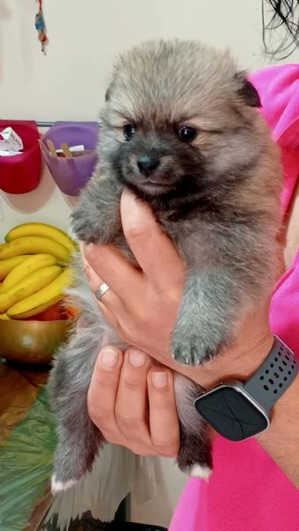 Cuccioli di Spitz 