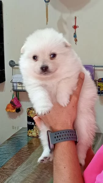 Cuccioli di Spitz  | Foto 4