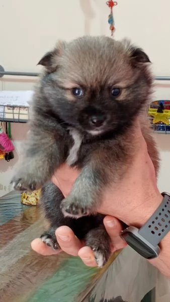 Cuccioli di Spitz  | Foto 3