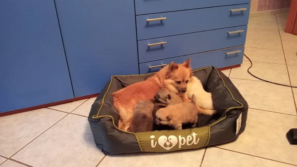 Cuccioli di Spitz  | Foto 0