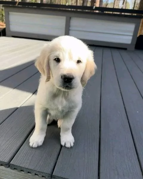 Cuccioli di Golden Retriever Maschio e Femmina