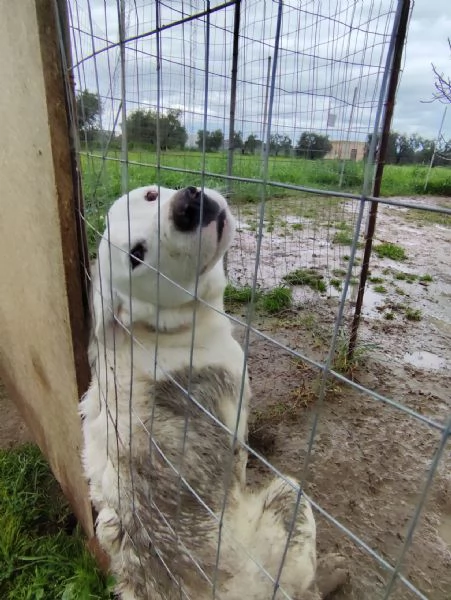 Dolce cucciolo di 10 mesi - 20 kg