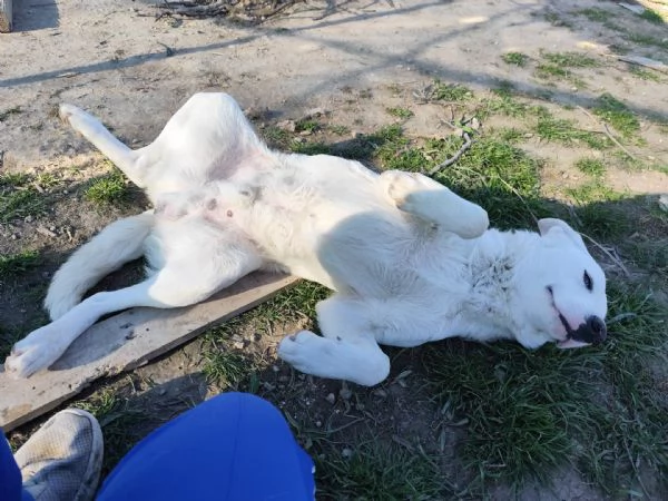 Dolce cucciolo di 10 mesi - 20 kg | Foto 3