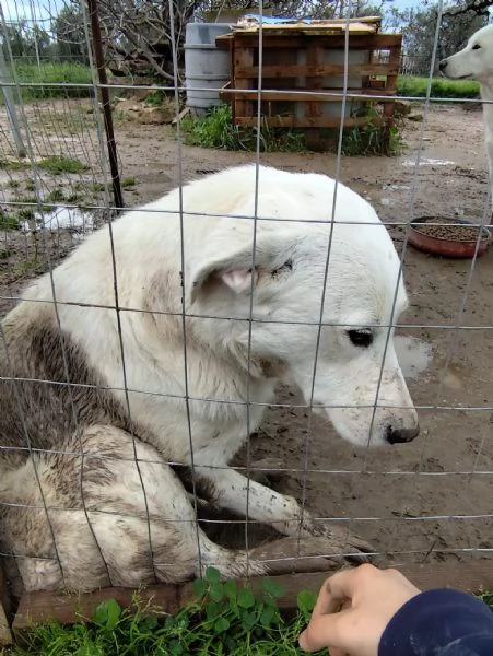 Dolce cucciolo di 10 mesi - 20 kg | Foto 1