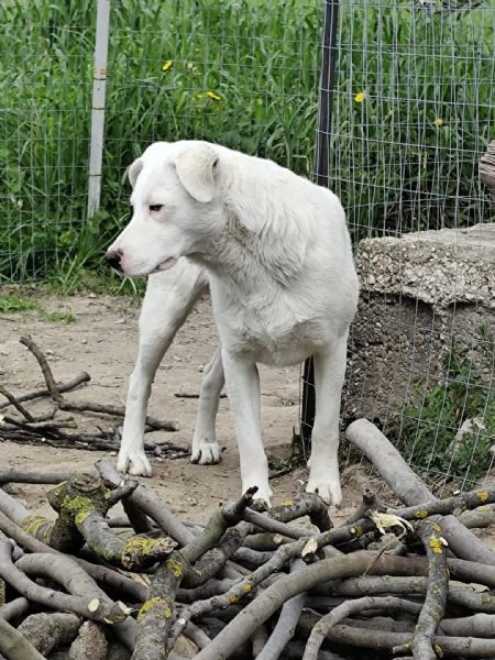 Dolce cucciolo di 10 mesi - 20 kg | Foto 0