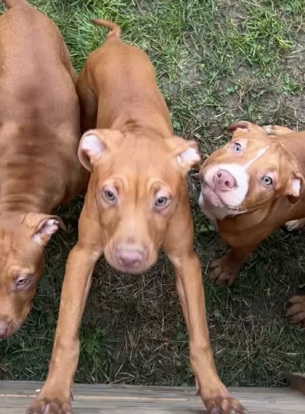 Cuccioli di American Pitbull terrier  | Foto 3