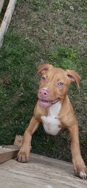 Cuccioli di American Pitbull terrier  | Foto 2