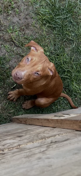 Cuccioli di American Pitbull terrier  | Foto 1