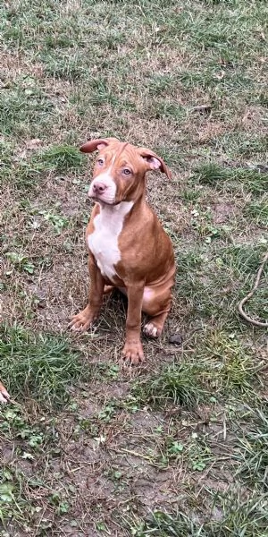 Cuccioli di American Pitbull terrier  | Foto 0
