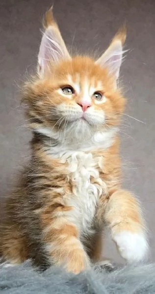 Cuccioli gatti Maine Coon