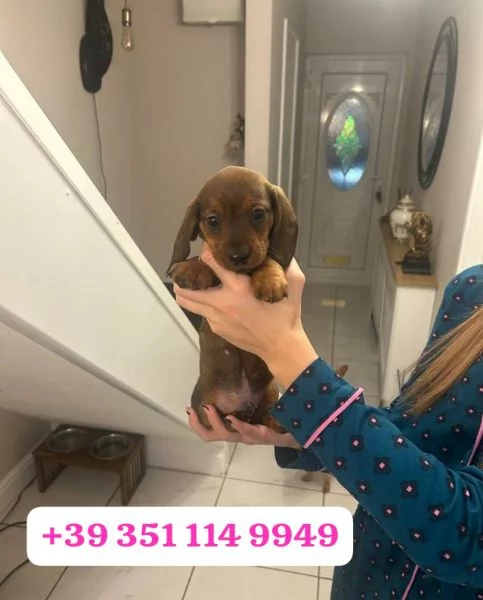 Regala un cucciolo di Bassotto maschio e femmina | Foto 0