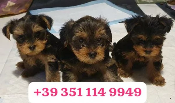 Regala un cucciolo di Yorkshire maschio e femmina | Foto 2