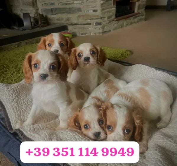 Regala un cucciolo di Cavalier King maschio e femmina | Foto 1