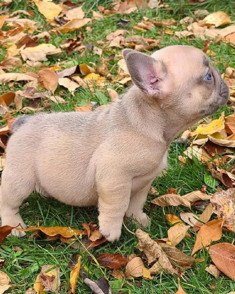 Dolce Bulldog Francese di 3 Mesi Cerca Casa !! | Foto 0