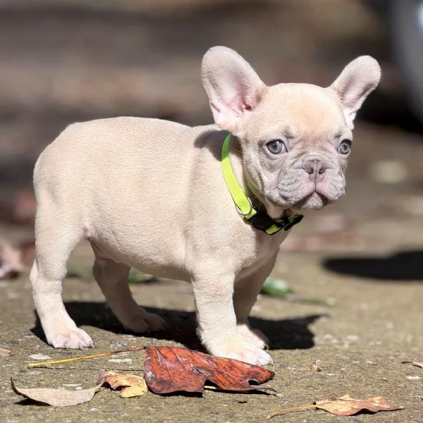 Bulldog Francese: Cuccioli Affettuosi Pronti per la Nuova Famiglia!! | Foto 0