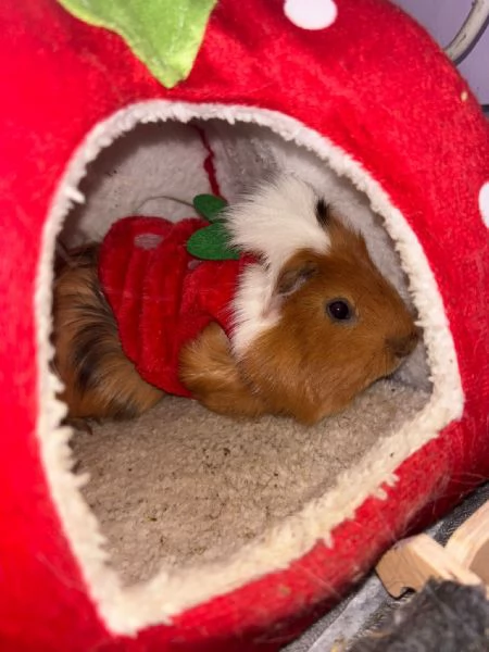 regalo porcellini d'india