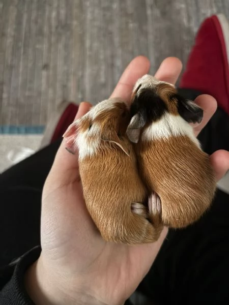 regalo porcellini d'india | Foto 0