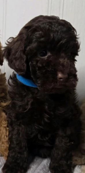  di Barboncino Maschio e Femmina | Foto 2