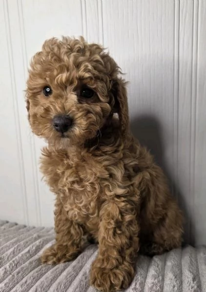  di Barboncino Maschio e Femmina | Foto 1