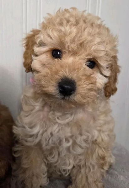  di Barboncino Maschio e Femmina | Foto 0