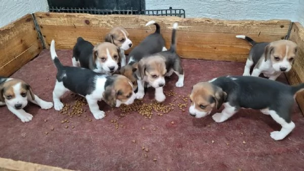  di Beagle Maschio e Femmina | Foto 0