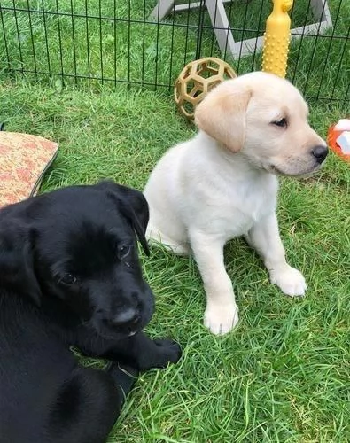 Regalo di   Labrador Maschio e Femmina | Foto 1