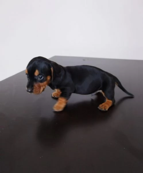 regala i nostri cuccioli di barboncino maschi e femmine. | Foto 2