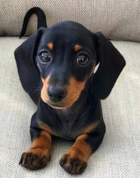 regala i nostri cuccioli di barboncino maschi e femmine. | Foto 1