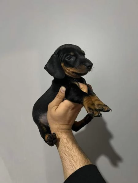 regala i nostri cuccioli di barboncino maschi e femmine. | Foto 0