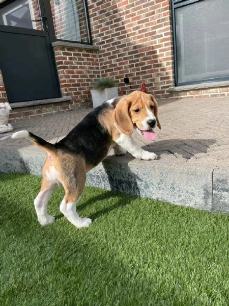 regala i nostri cuccioli di  Beagle maschi e femmine. | Foto 1