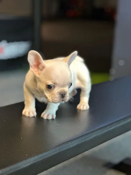 regala i nostri cuccioli di  Bouledogue maschi e femmine.