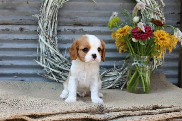 regala i nostri cuccioli di  Cavalier King maschi e femmine. | Foto 2