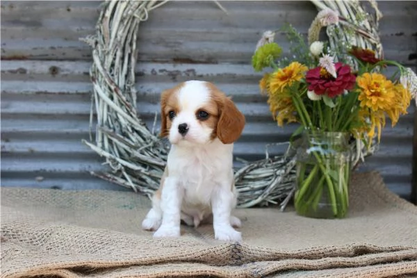 regala i nostri cuccioli di  Cavalier King maschi e femmine. | Foto 1