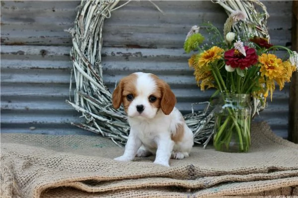 regala i nostri cuccioli di  Cavalier King maschi e femmine. | Foto 0