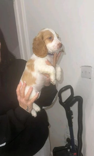 regala i nostri cuccioli di  Cocker Spaniel Inglese maschi e femmine. | Foto 2