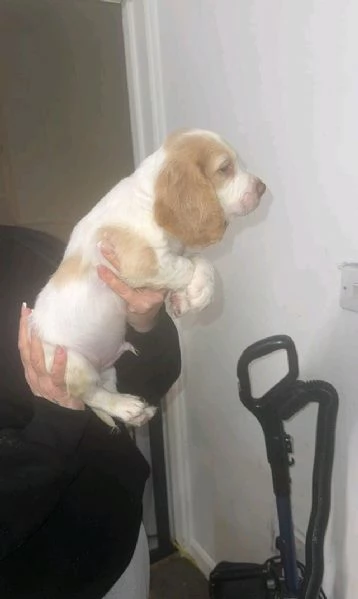 regala i nostri cuccioli di  Cocker Spaniel Inglese maschi e femmine. | Foto 1