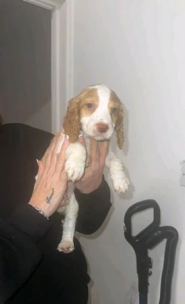 regala i nostri cuccioli di  Cocker Spaniel Inglese maschi e femmine.
