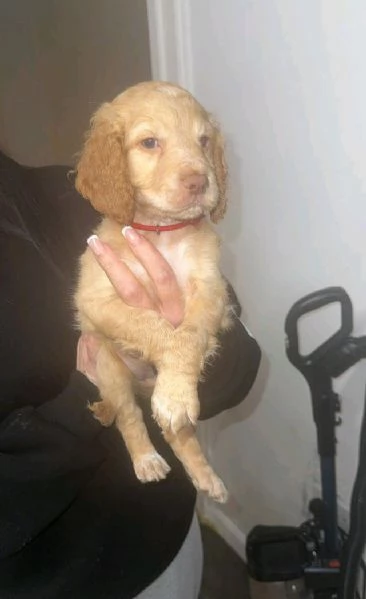 regala i nostri cuccioli di  Cocker Spaniel Inglese maschi e femmine. | Foto 0