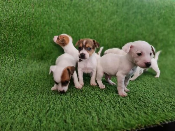 regala i nostri cuccioli di  Jack Russel maschi e femmine. | Foto 1