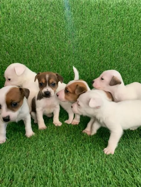 regala i nostri cuccioli di  Jack Russel maschi e femmine. | Foto 0