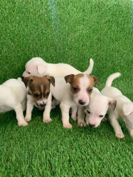 regala i nostri cuccioli di  Jack Russel maschi e femmine.