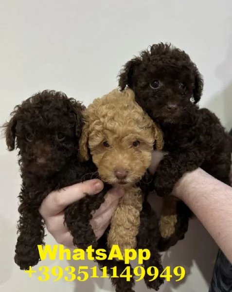 Regalo Bellissimi cuccioli di barboncino maschi e femmine | Foto 1