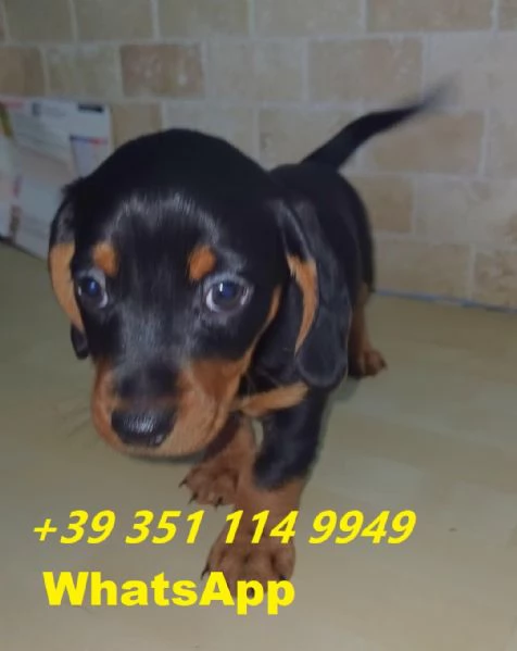 Regalo Bellissimi cuccioli di Bassotto maschi e femmine | Foto 2