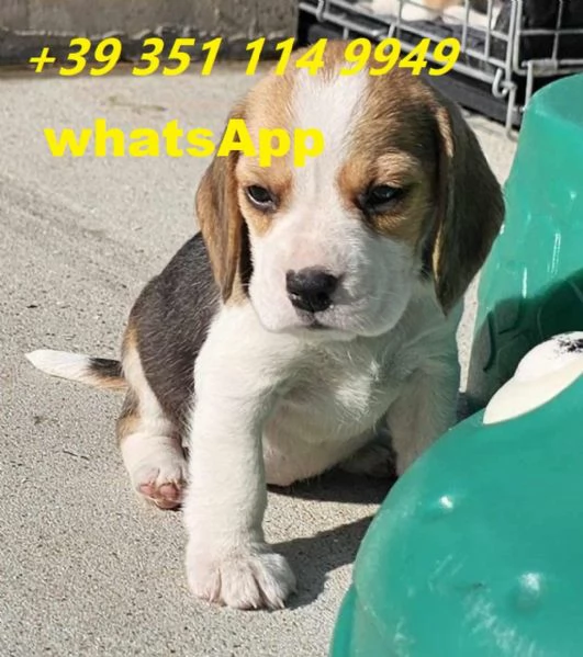 Regalo Bellissimi cuccioli di Beagle maschi e femmine | Foto 1