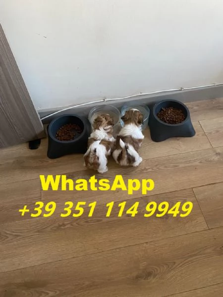 Regalo Bellissimi cuccioli di Shitzu maschi e femmine