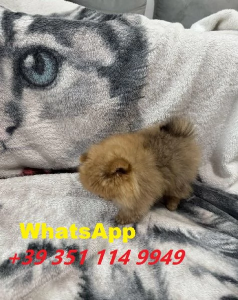 Regalo Bellissimi cuccioli di Volpino Pomerania maschi e femmine